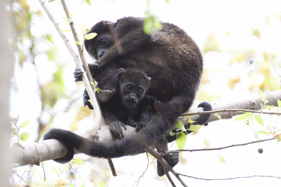 Monkey Animal