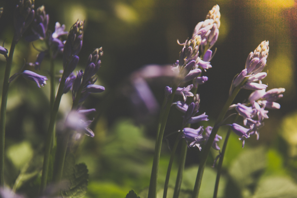 Flowers Spring