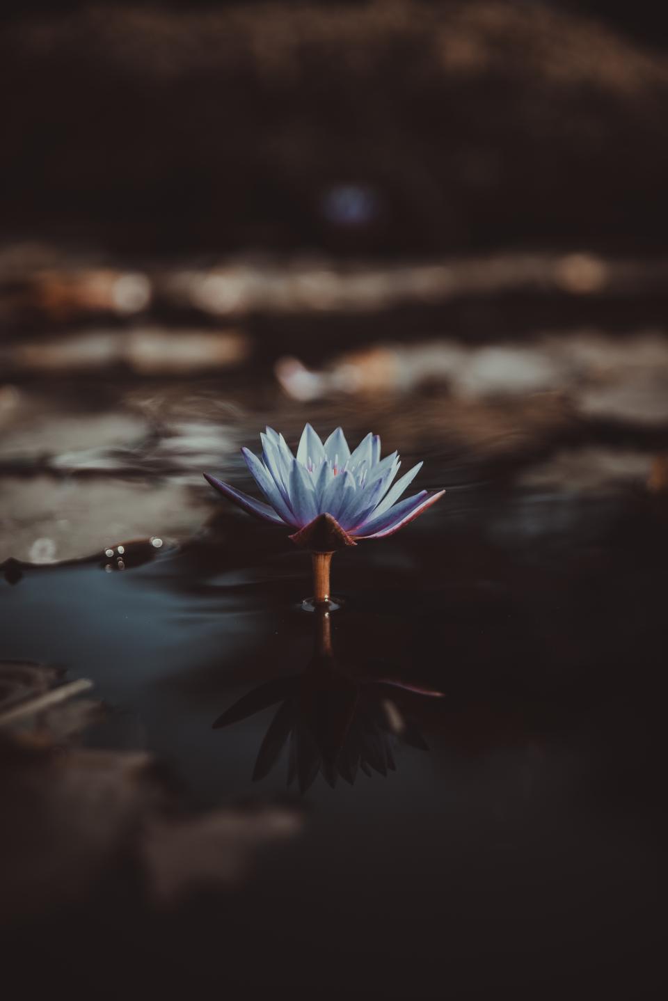 Plant Flower