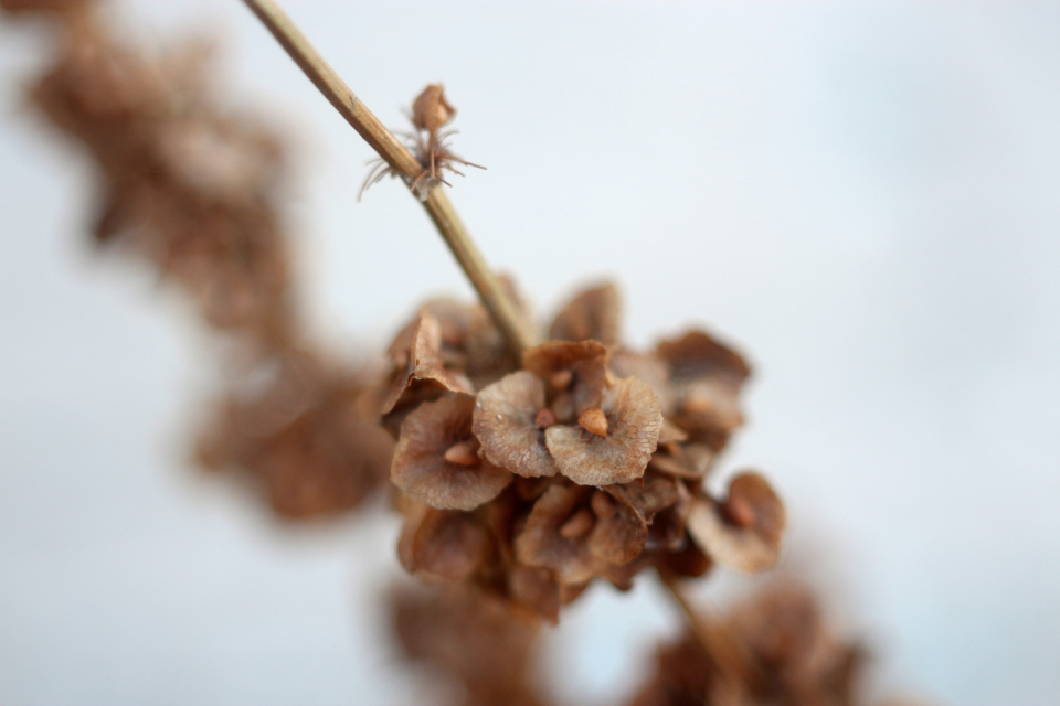 Macro Nature