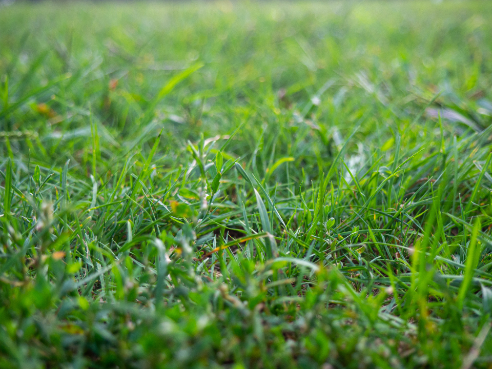 Grass Background