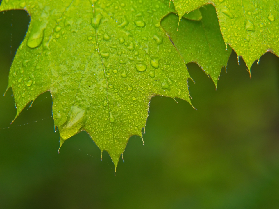 Leaf Dew