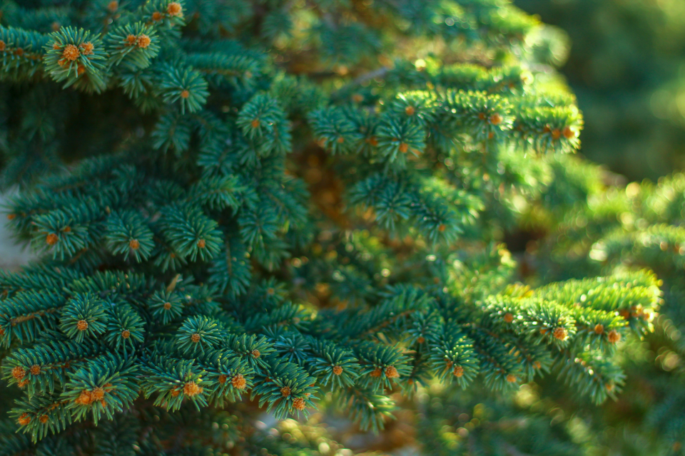 Pine Needles