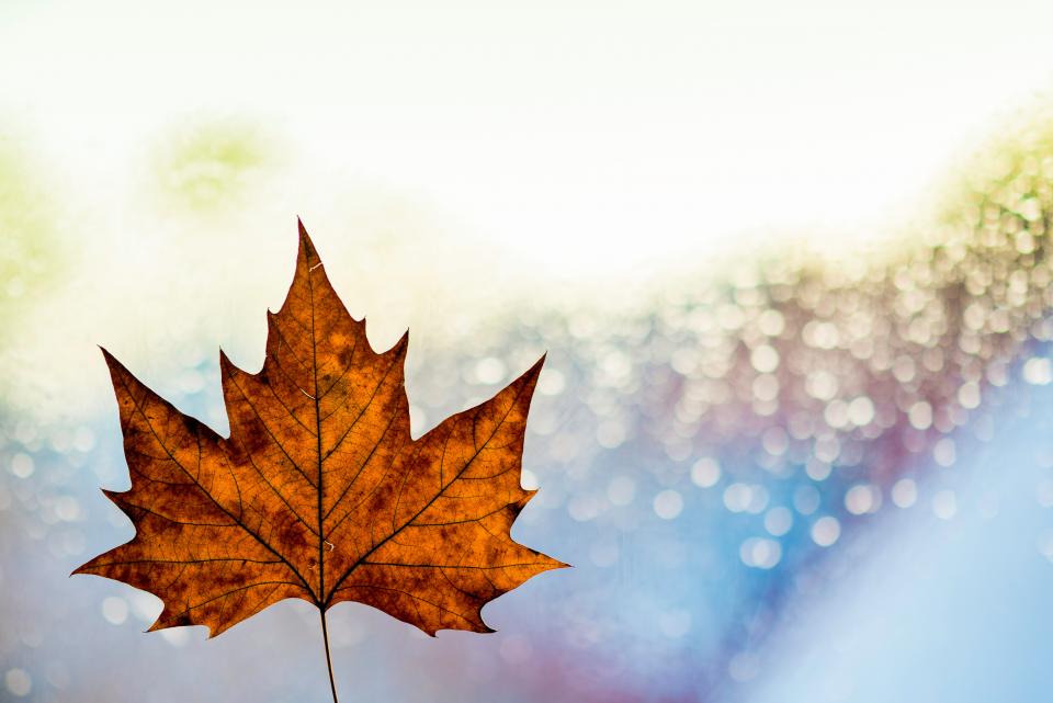 Leaf Fall