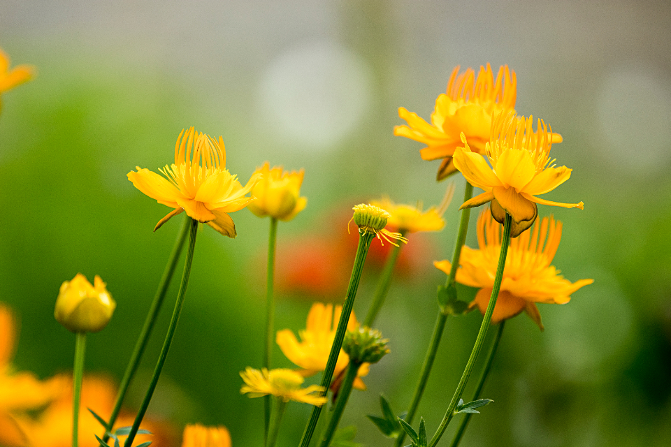 Yellow Flowers