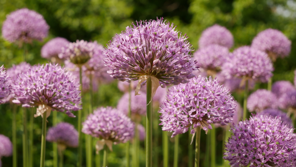 Purple Flowers