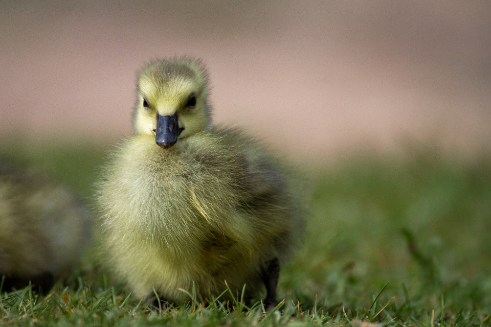 Goose Animal