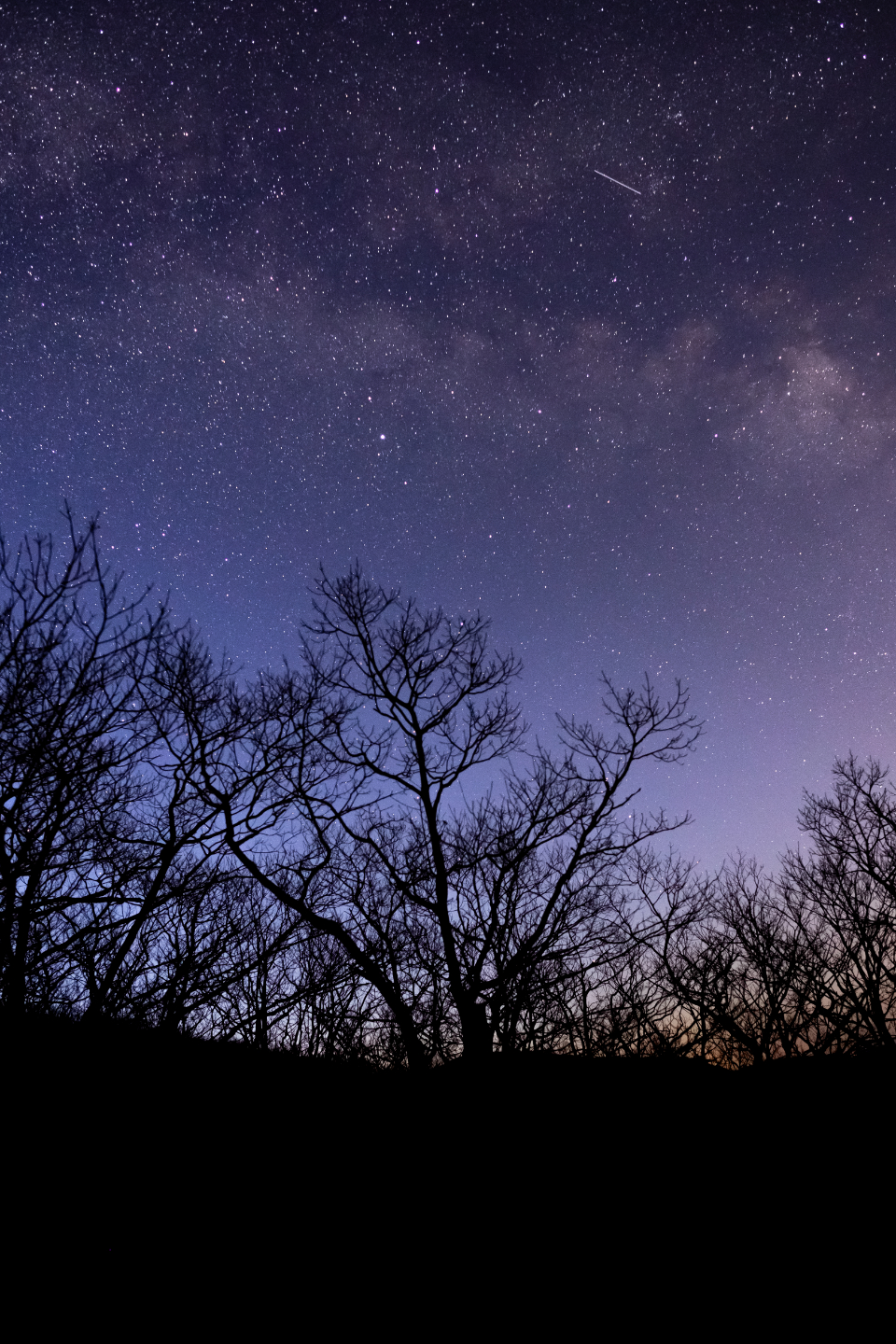 Night Tree
