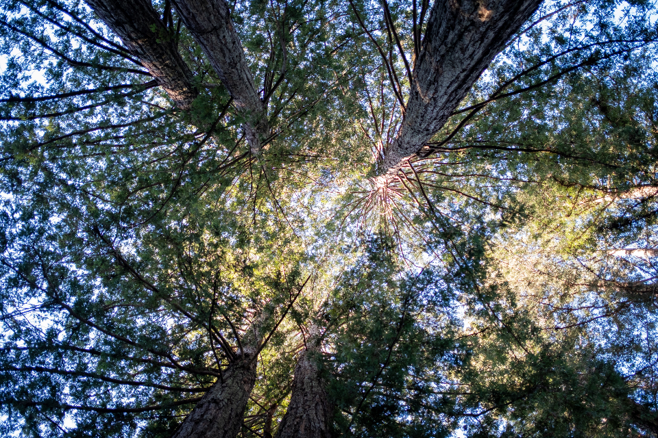 Looking Up