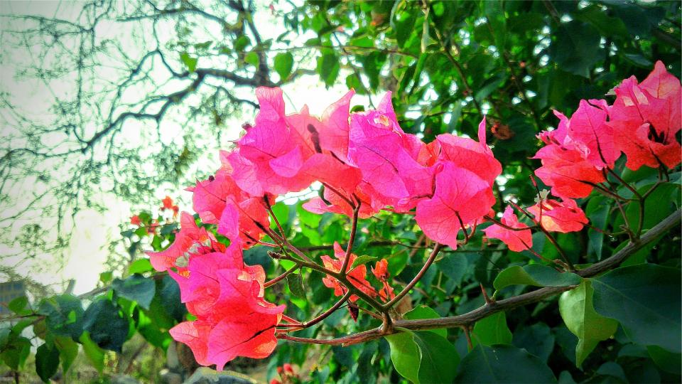 Bougainvillea Flower