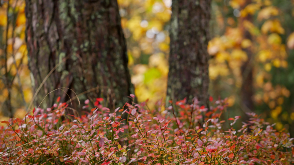 Leaves Fall