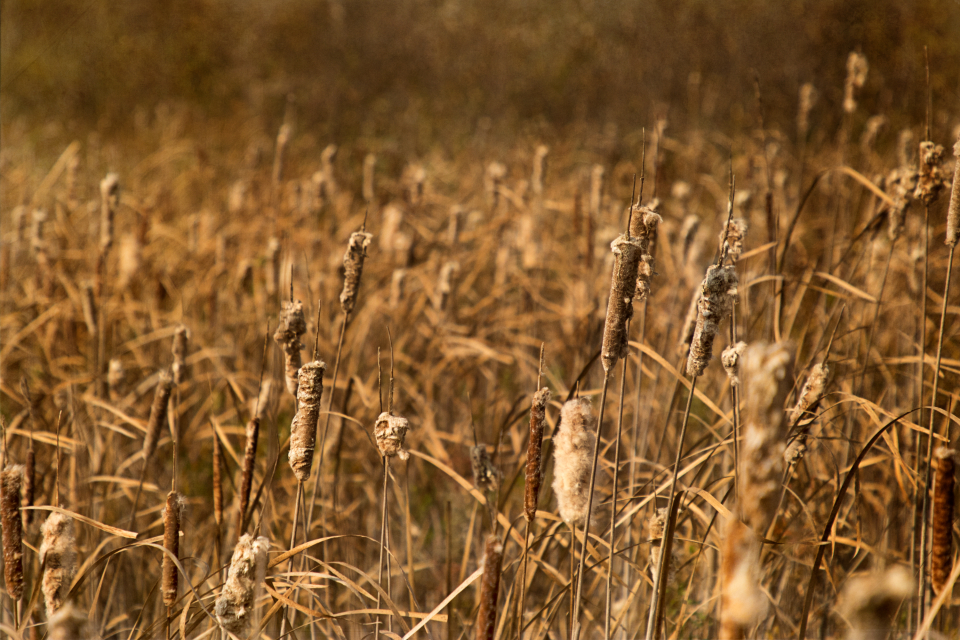 Cattail Marsh