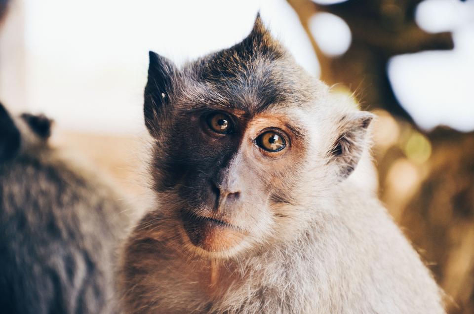 Monkey Animal