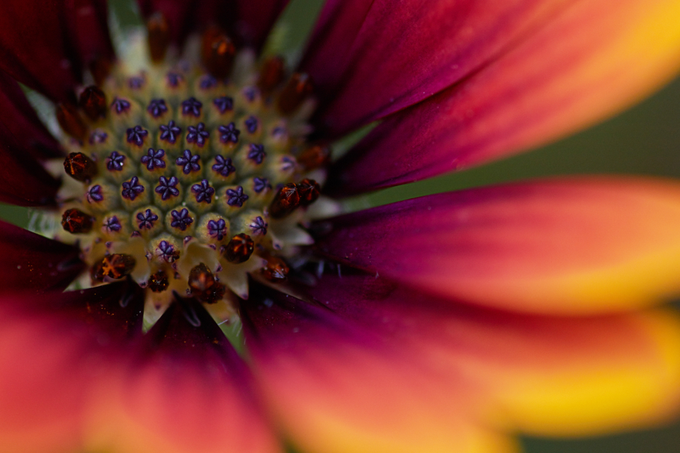Macro Flower
