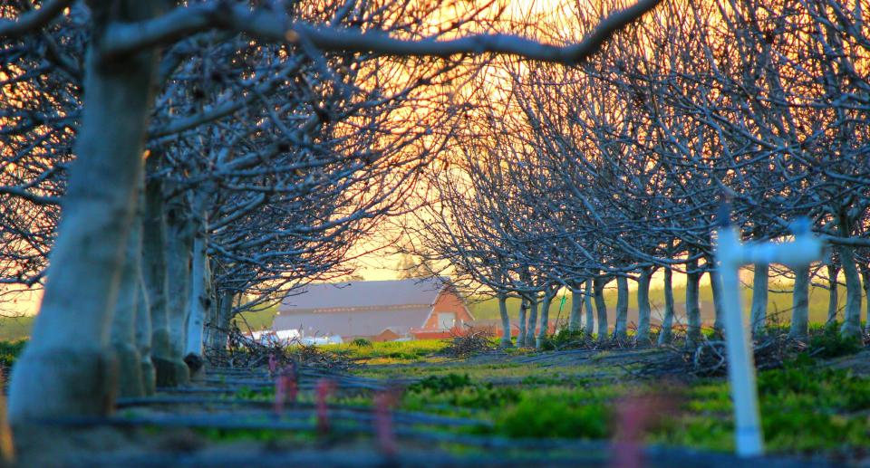Trees Barn