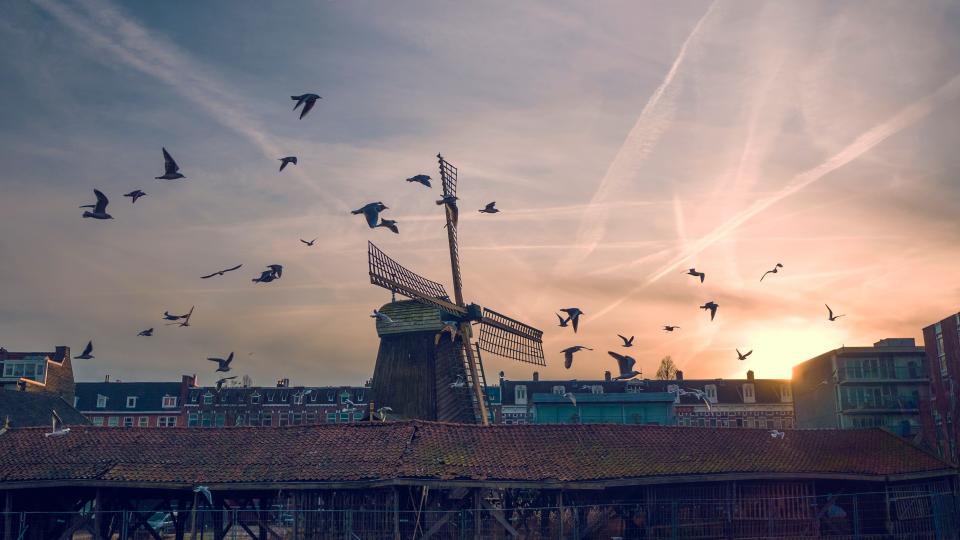 Bird Sunset