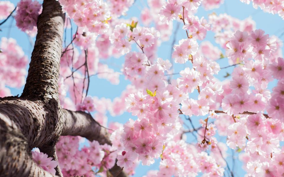 Flowers Nature