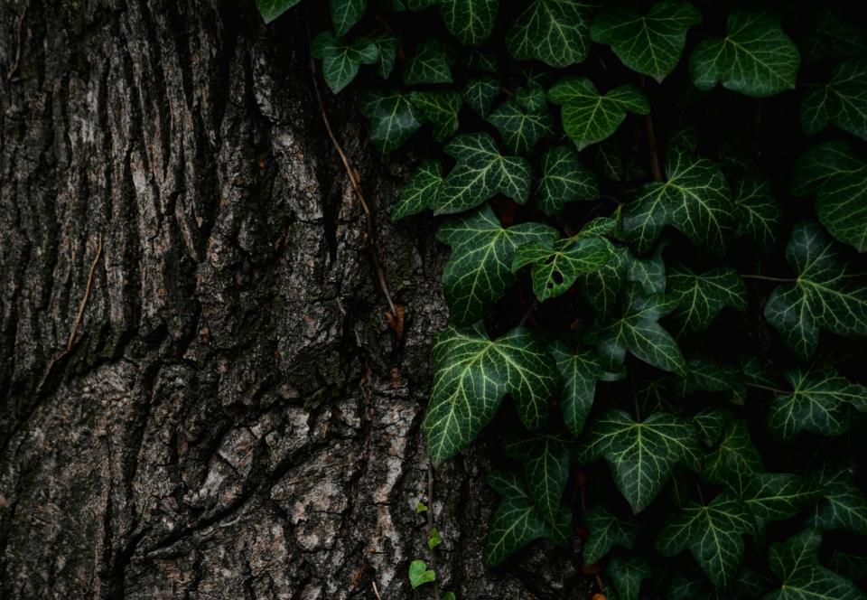 Tree Leaves