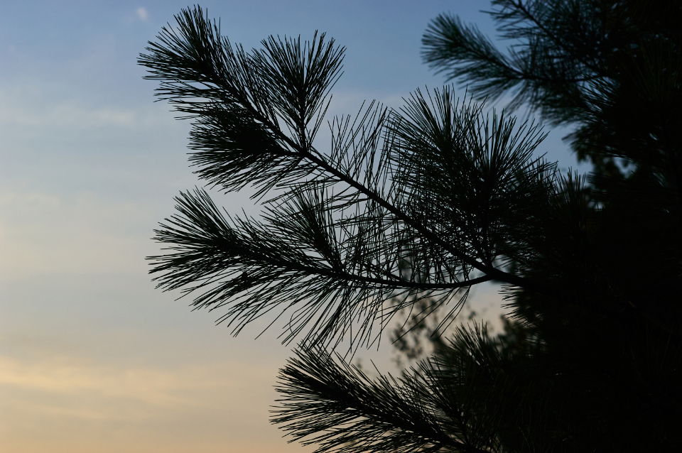 Tree Silhouette