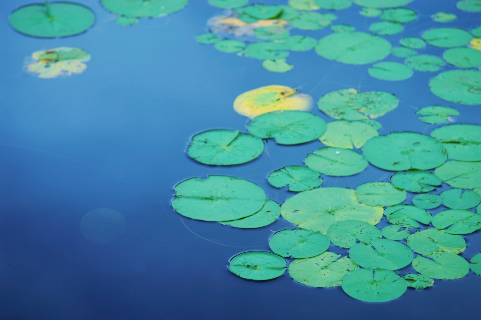 Water Plant
