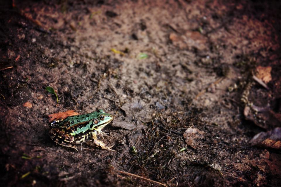 Frog Animal