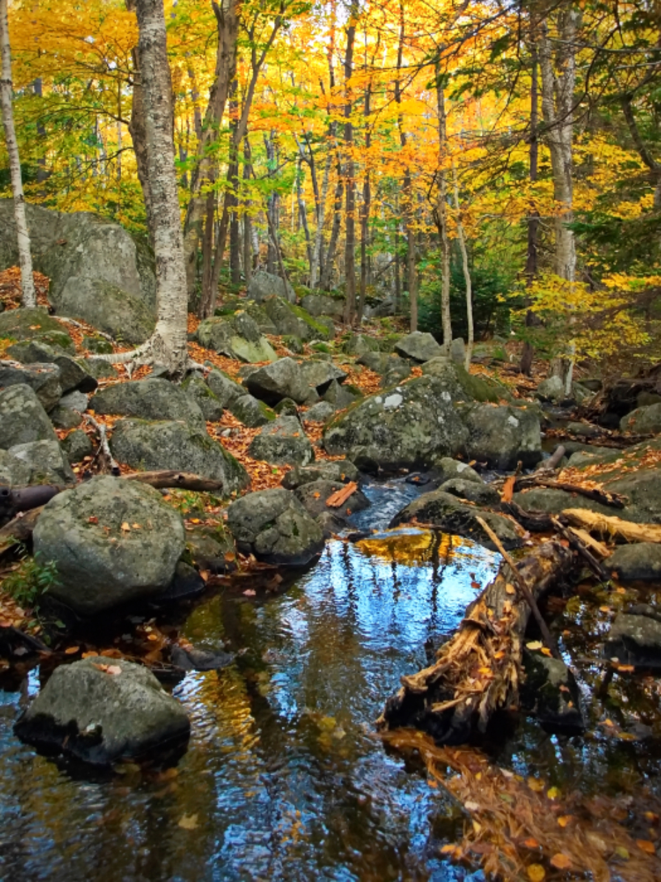 Autumn Woods