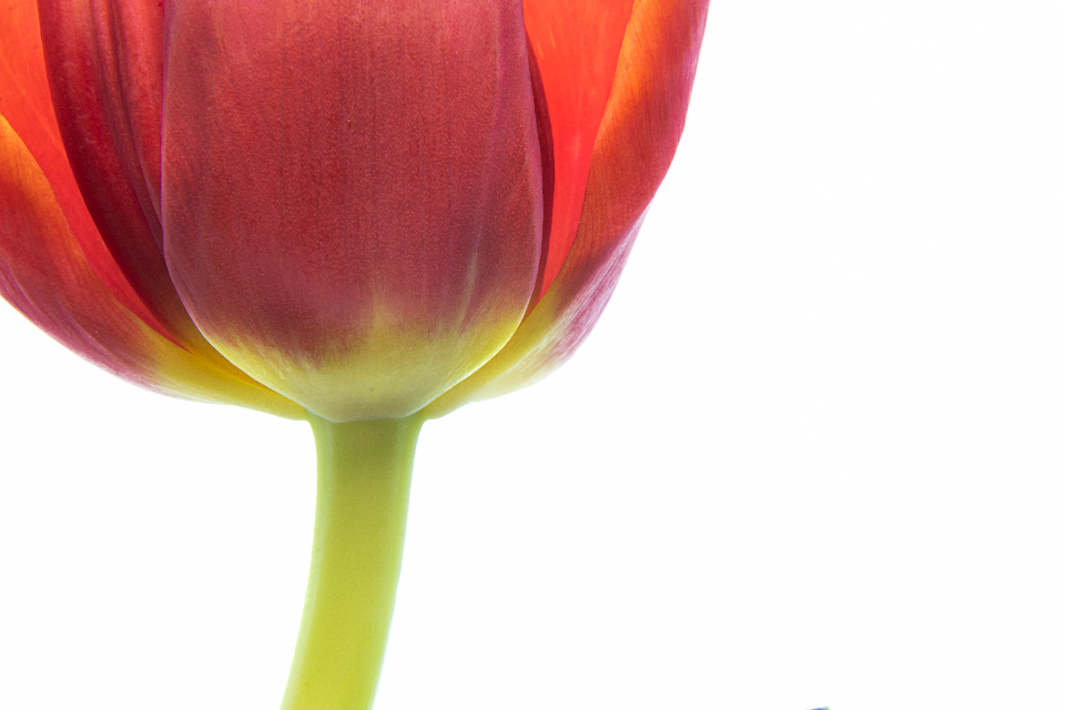 Flower Tulip