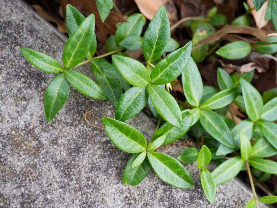 Nature Leaves