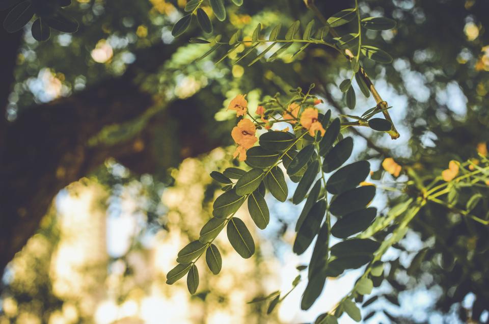 Nature Leaves