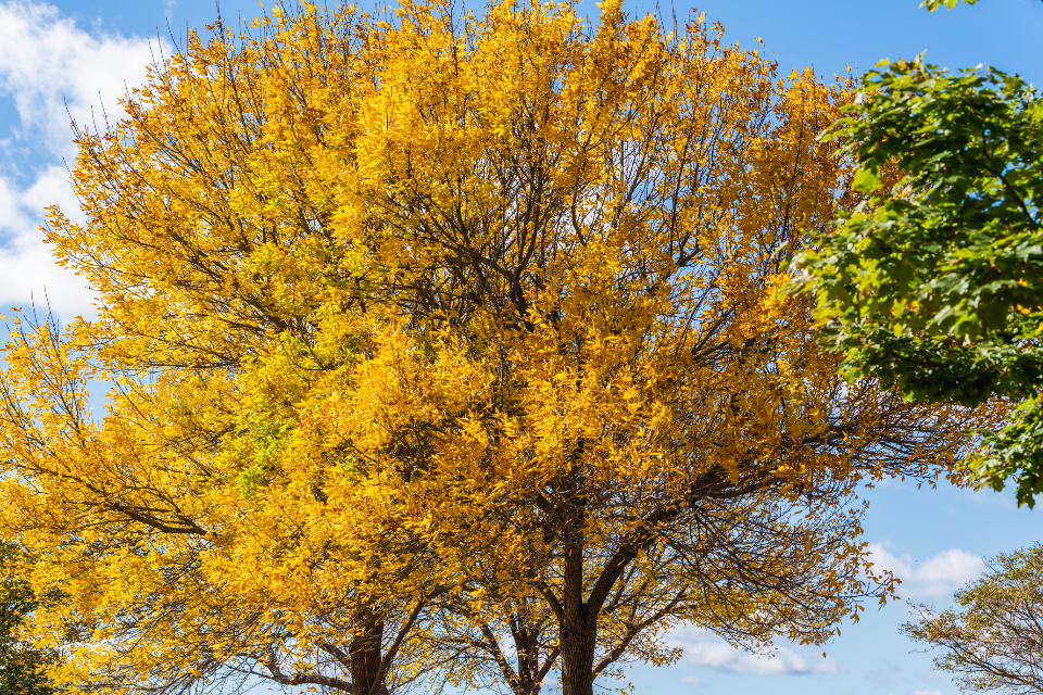 Autumn Tree