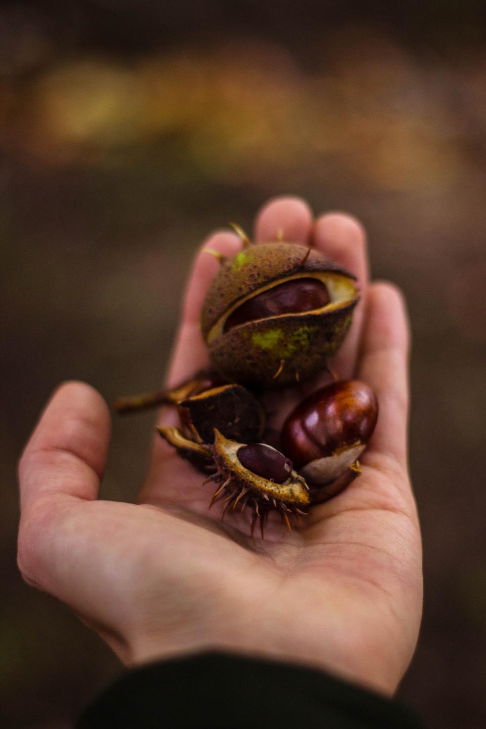 Hand Palm