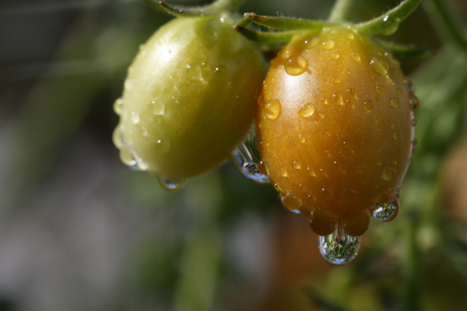 Cherry Tomatoes