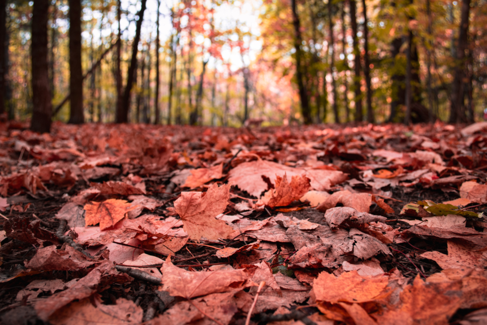 Autumn Leaves