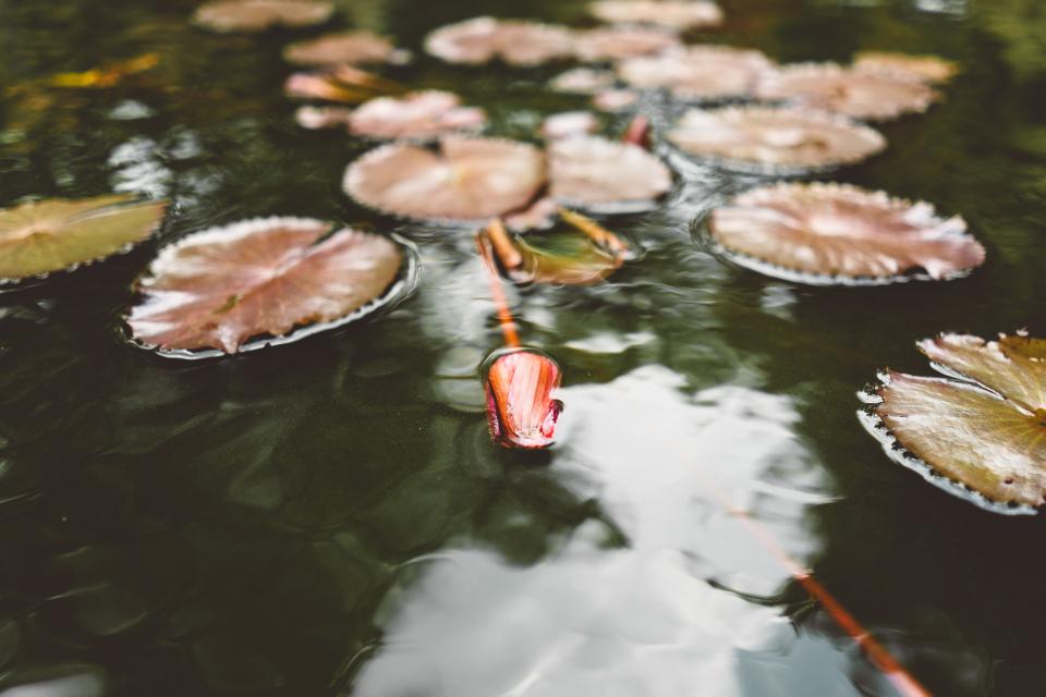 Water Waterlily