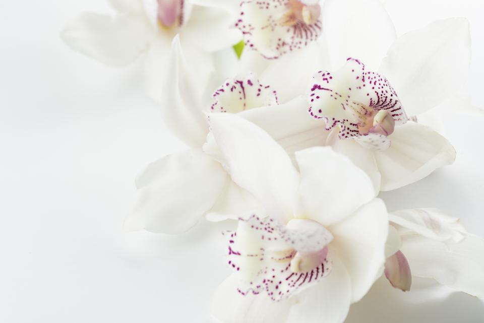 White Blossoms