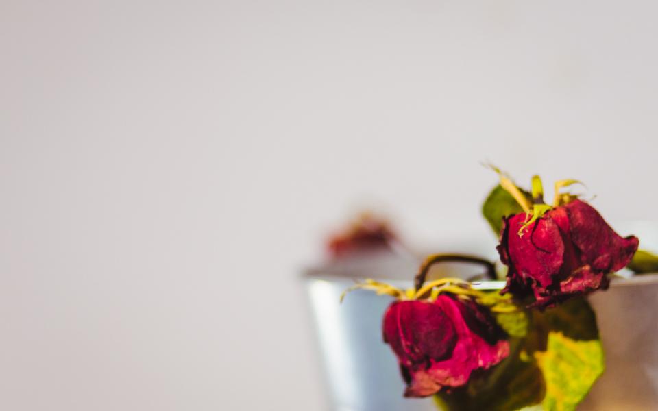 Roses Flowers