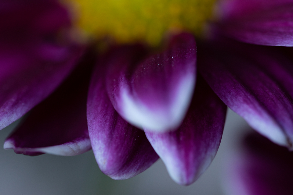 Flower Blossom