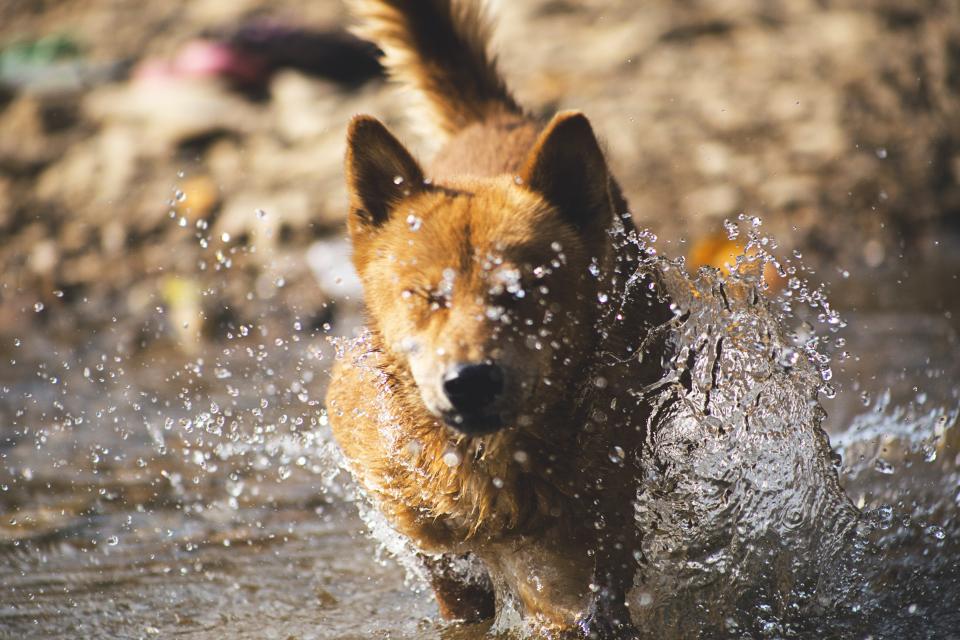 Animals Dogs
