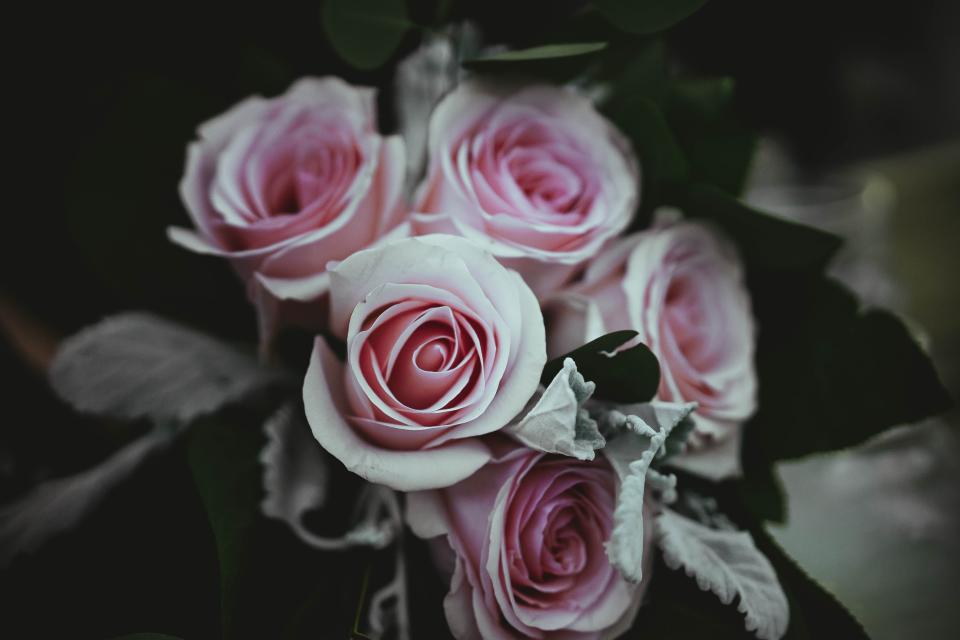 Pink Rose