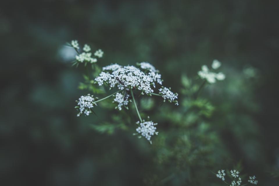 Flower White