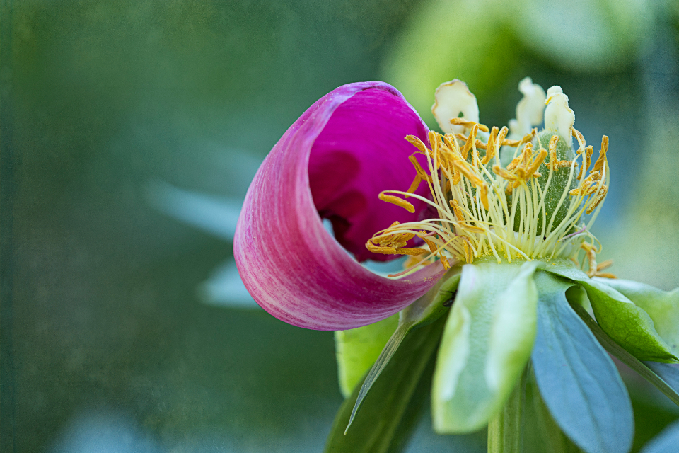 Flower Background
