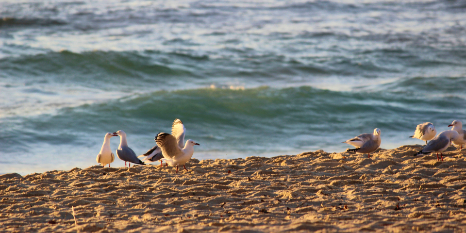 Bird Seagull