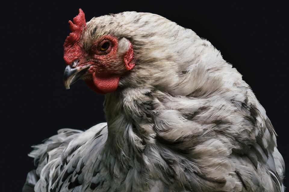 Animals Birds