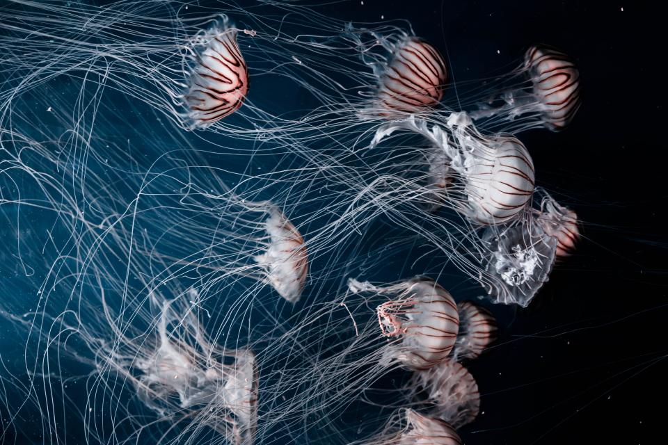 Jellyfish Aquatic