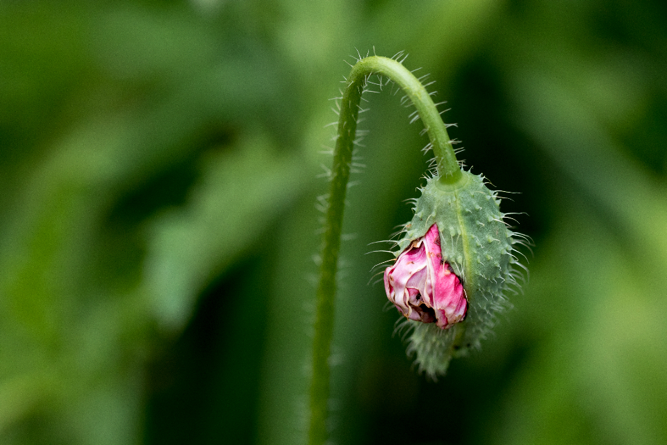 Petal Bud