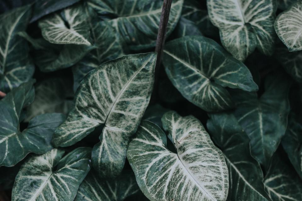 Leaves Green