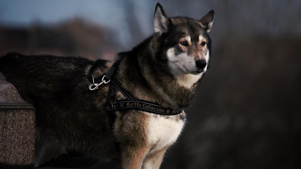 Dog Animal