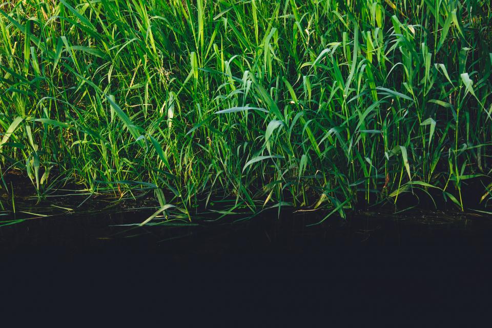 Green Plants