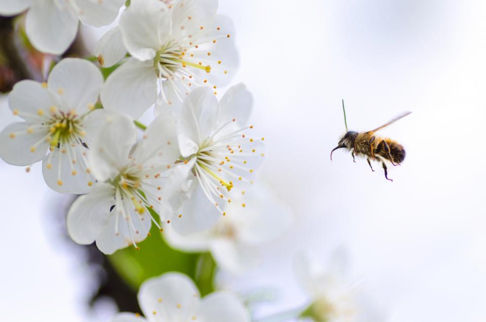 Nature Macro
