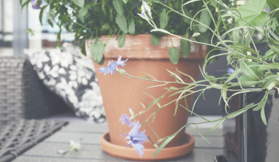 Flower Pot